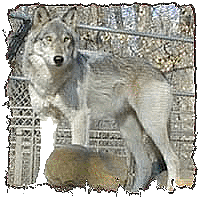 wolf1.gif Image