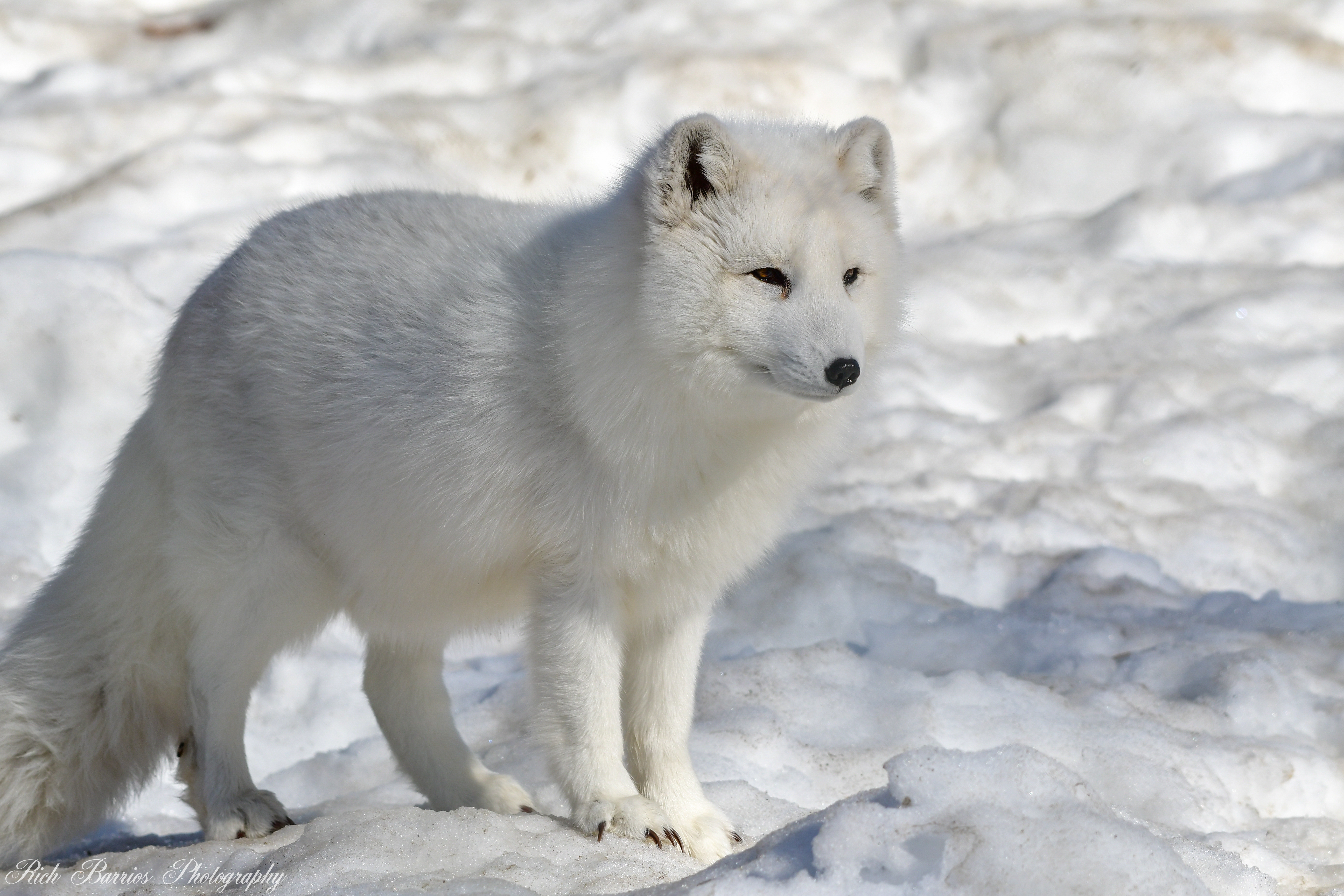 Arctic Fox - Endangered Wolf Center