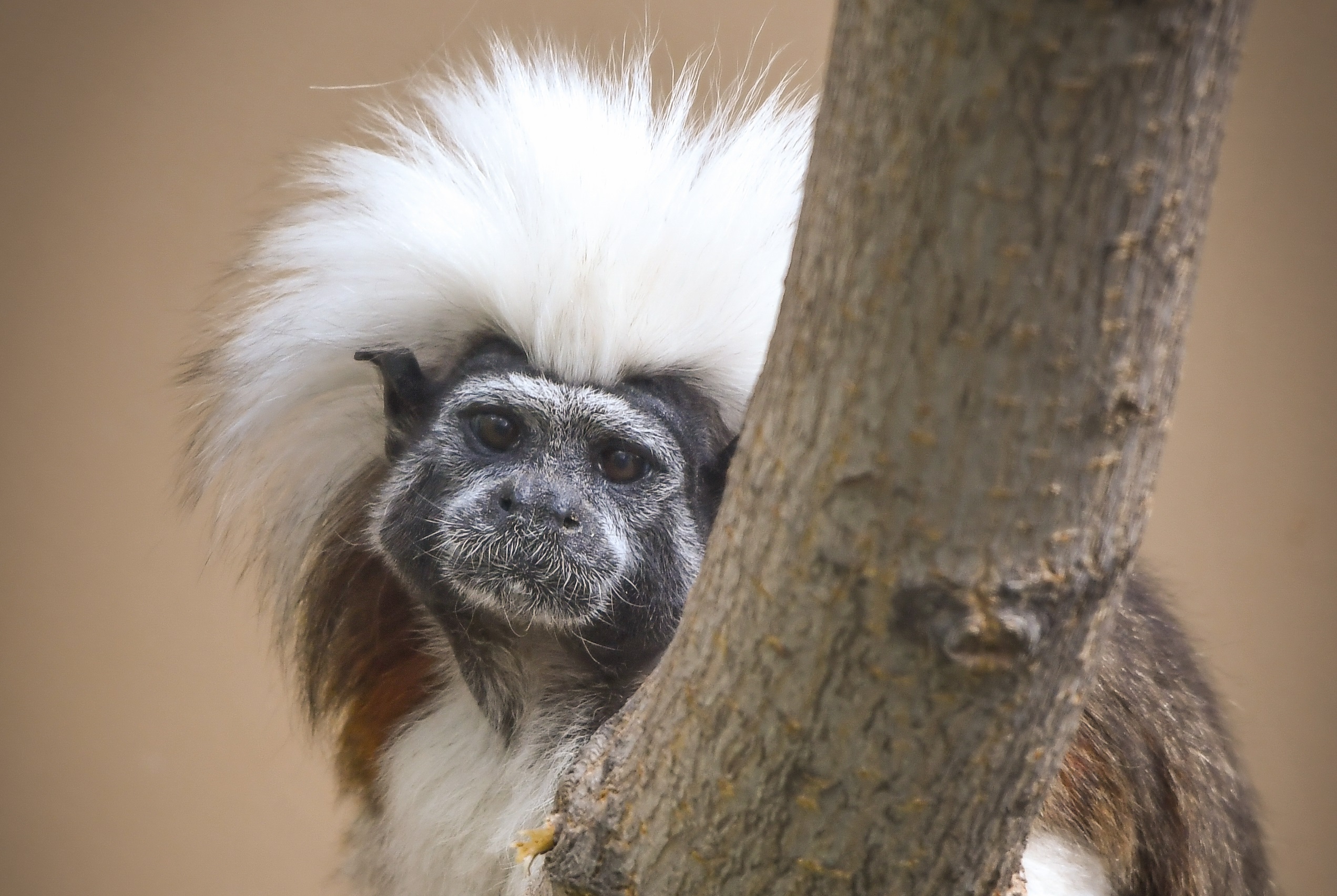 Cotton-top Tamarin