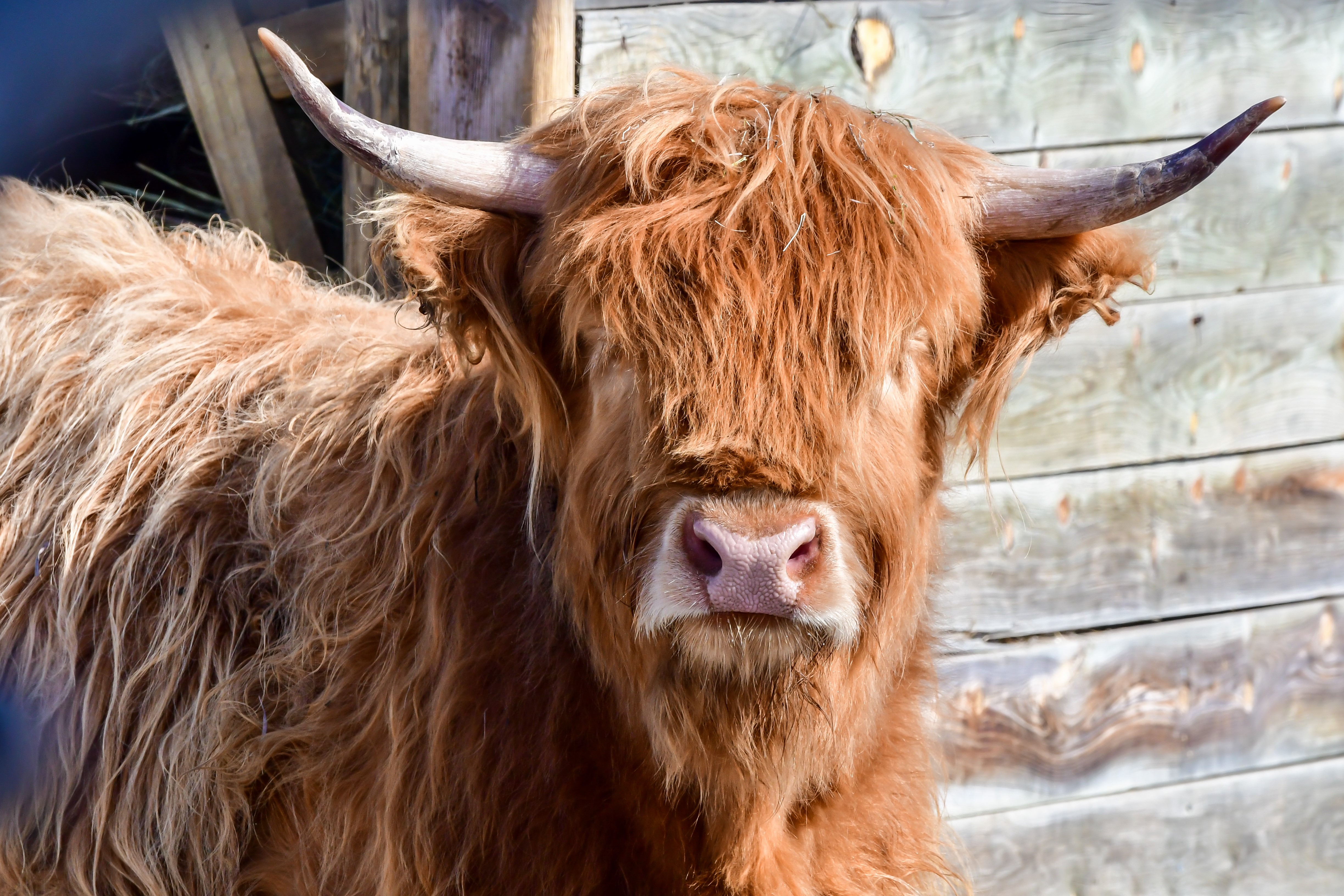 Highland cattle on the rise as an easy breed to handle - Agweek