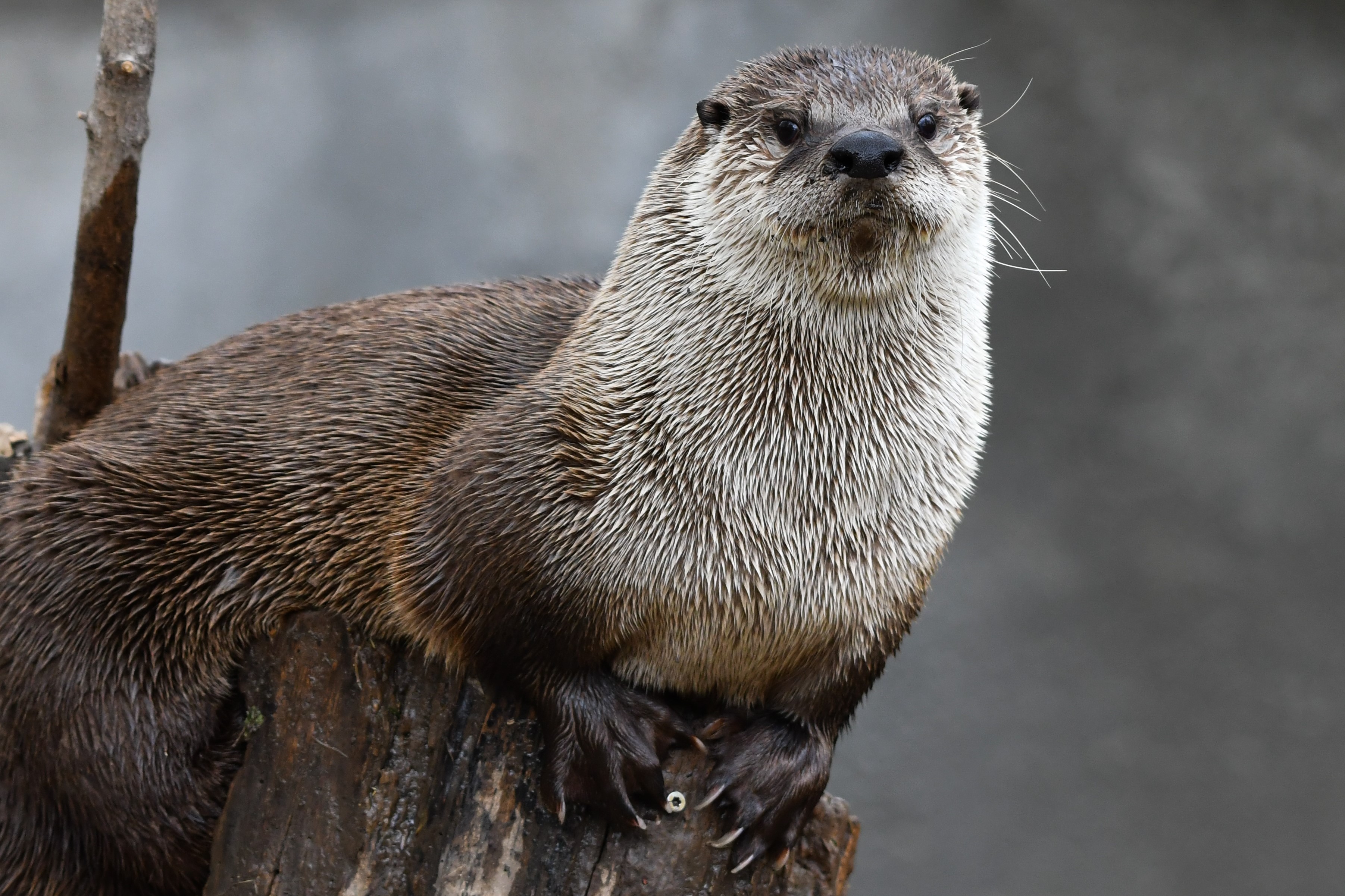 North American River Otter