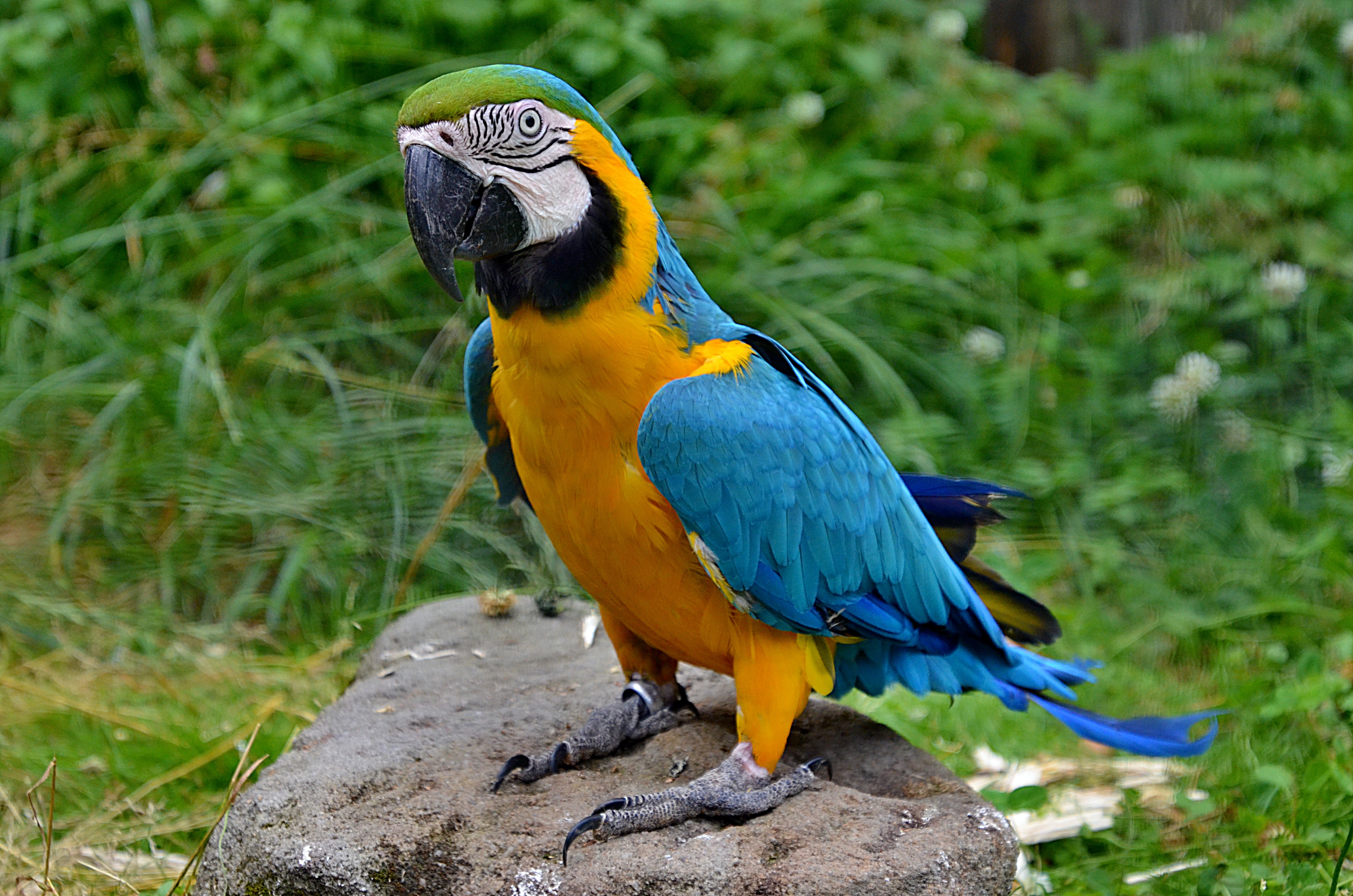 blue and gold macaw