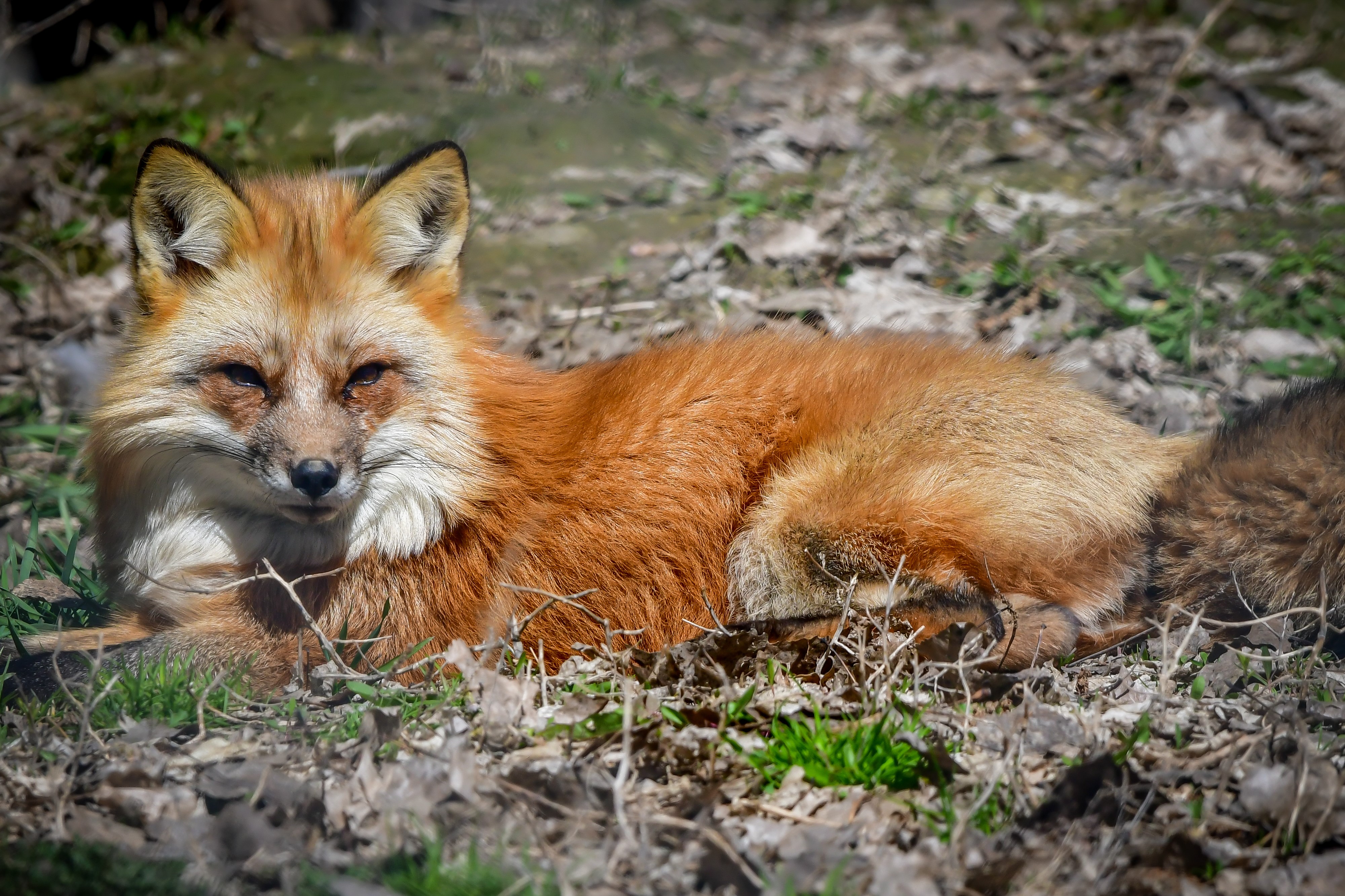 Foxes Are Animals From Canada Background, Fox Picture, Fox, Animal