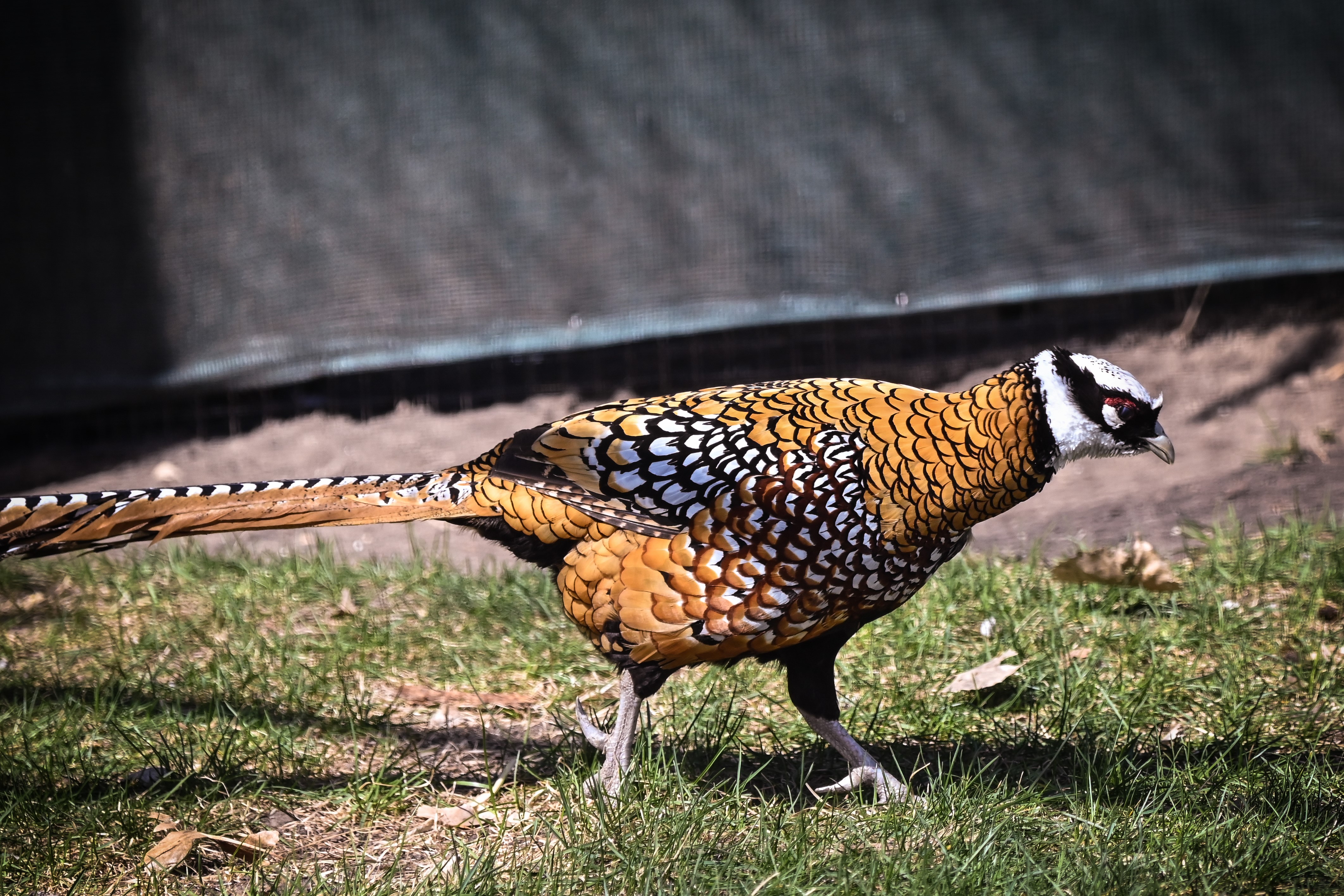 https://www.dakotazoo.org/image/cache/reeves_pheasant_2.jpg