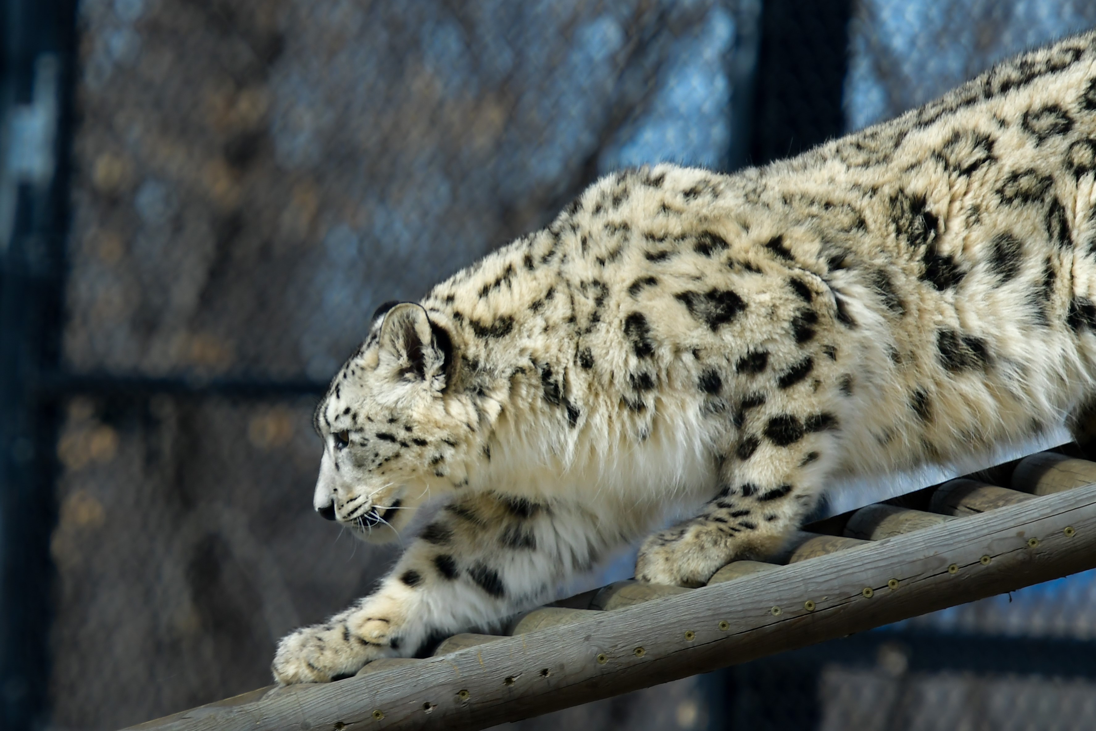 White Leopard