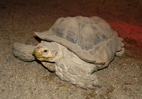 African-Spurred-Tortoise.jpg Image