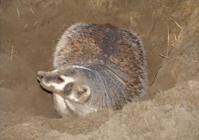 American---Badger.jpg Image