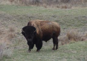 American-Bison.jpg Image