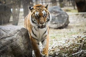 Amur_Tiger.JPEG Image
