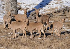 Aoudad_2.jpg Image