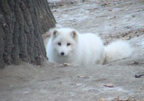 Arctic-Fox.jpg Image