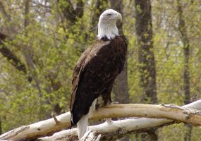Bald-Eagle.jpg Image