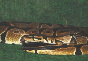 Ball-Python.jpg Image
