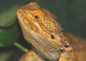 Bearded-Dragon.jpg Image