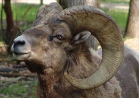 Bighorn-Sheep.jpg Image