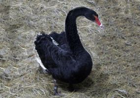 Black-Swan.jpg Image