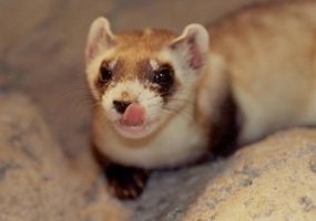 Black-footed-Ferret.jpg Image