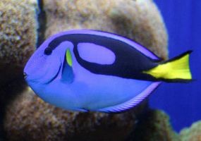 Blue-Tang.jpg Image
