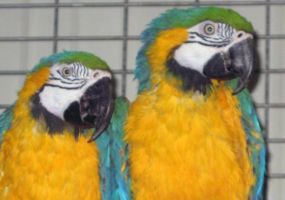 Blue-and-Yellow-Macaw.jpg Image