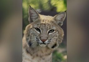 Bobcat_.jpg Image