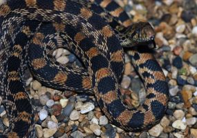 Bull-Snake.jpg Image