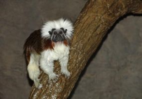 Cotton-top-Tamarin.jpg Image