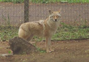 Coyote_.jpg Image