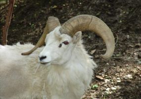 Dall-Sheep.jpg Image