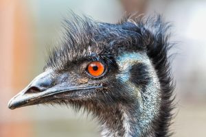 EMU.jpg Image