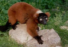 Ruffed-Lemur.jpg Image