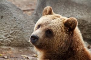 bear-web_4-1.jpg Image