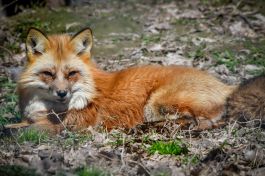 red_fox_2.jpg Image