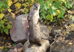 river-otter.jpg Image