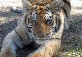 tiger.jpg Image